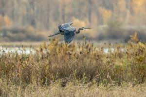 Jan Walline captured this serene moment of a heron flying through an autumn-hued scene in Harrison Mills in 2025. If you&rsquo;ve captured a photograph of people, places or events from around Chilliwack that you would like to share, email it to editor@theprogress.com, with &ldquo;Community Camera&rdquo; in the subject line.